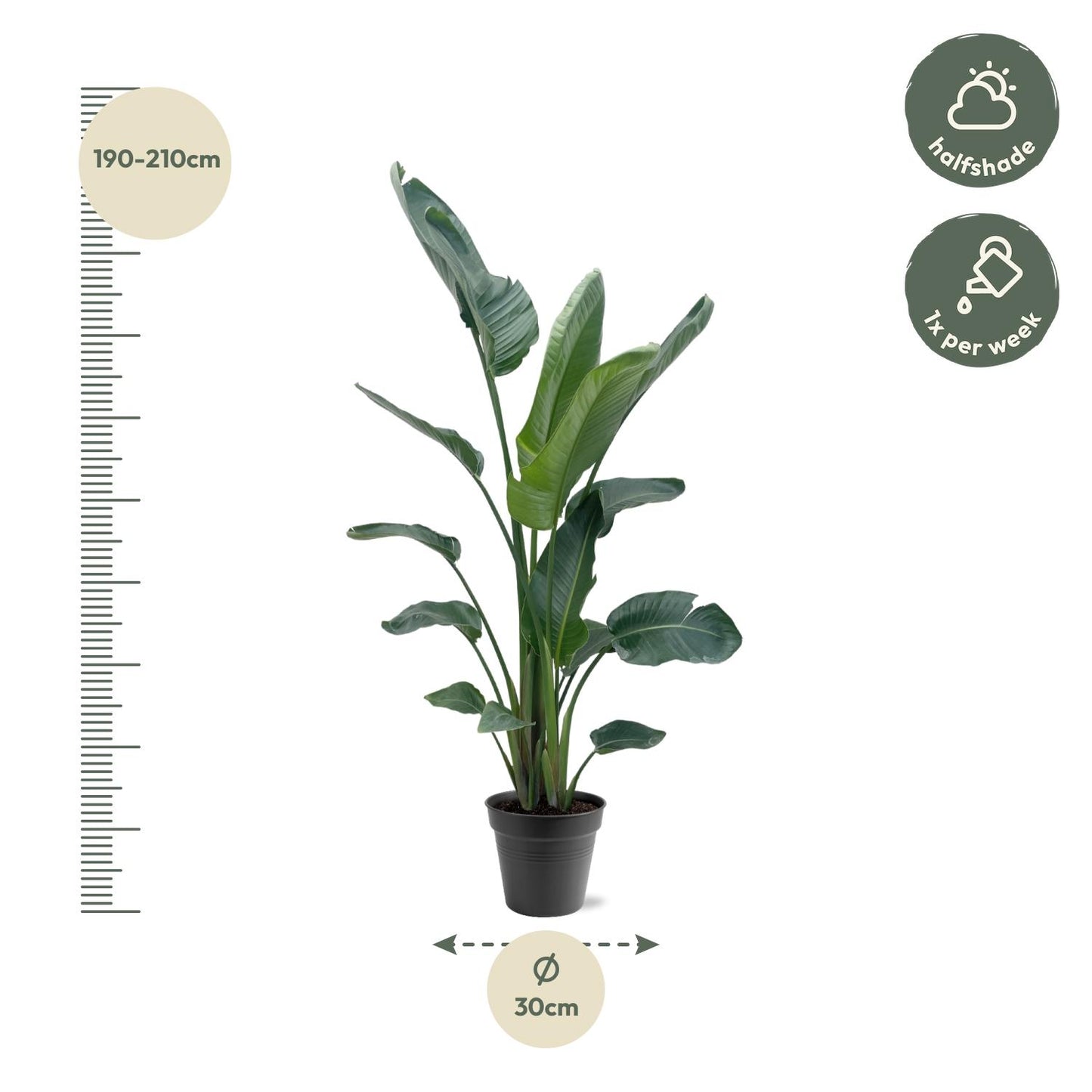 Strelitzia Nicolai XXL 190-210 cm ø27-30 – Weißer Paradiesvogel | Pflanzfix24.de - Pflanzfix24.de