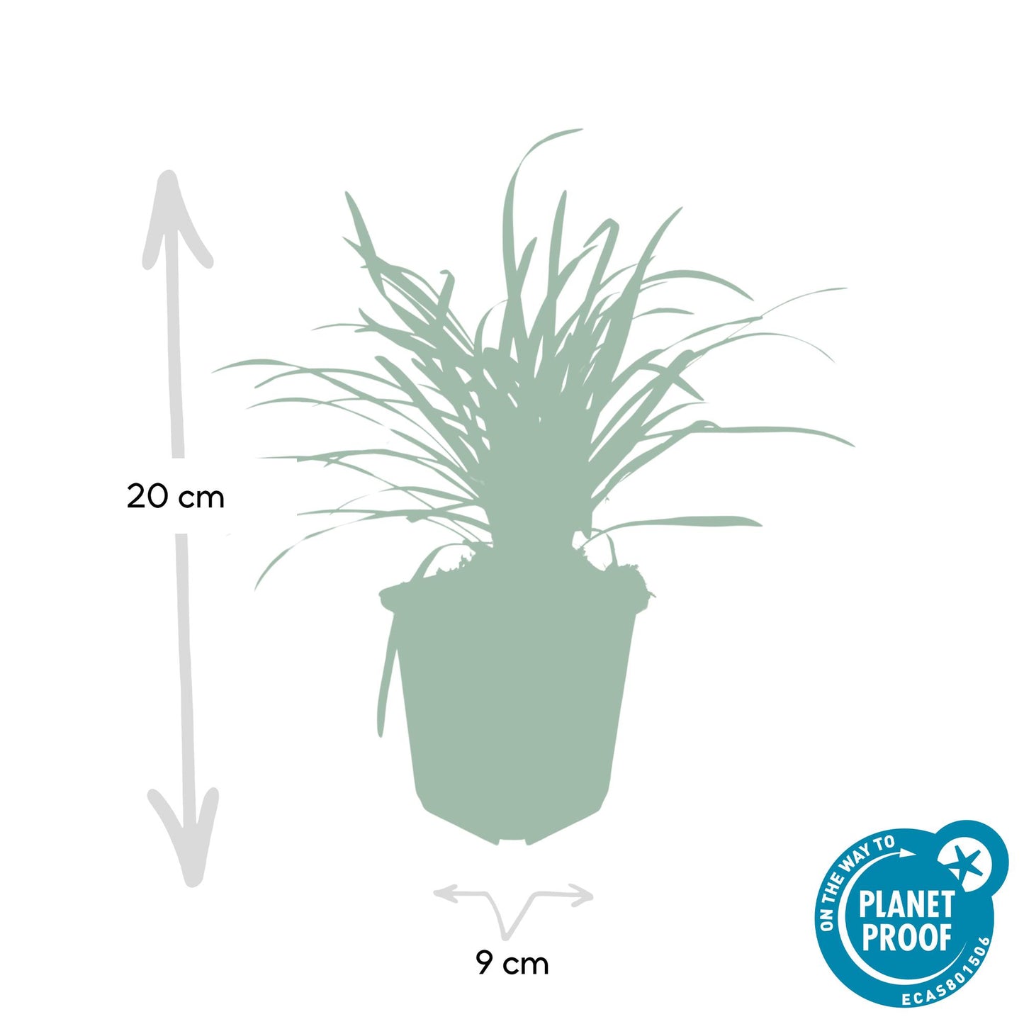 12x Liriope muscari 'Big Blue' Bodendecker 10-25cm – Pflanzfix24.de - Pflanzfix24.de