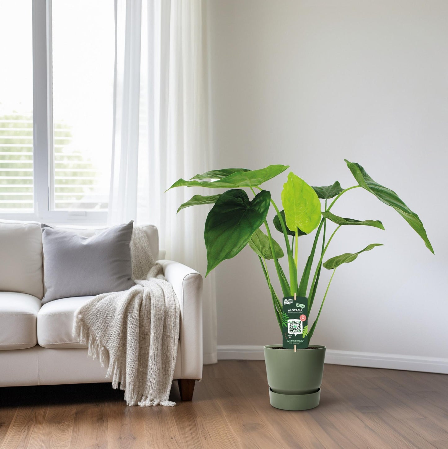 Alocasia Cucullata - Elefantenohr - Ø19cm - ↕55cm bei Pflanzfix24.de - Pflanzfix24.de