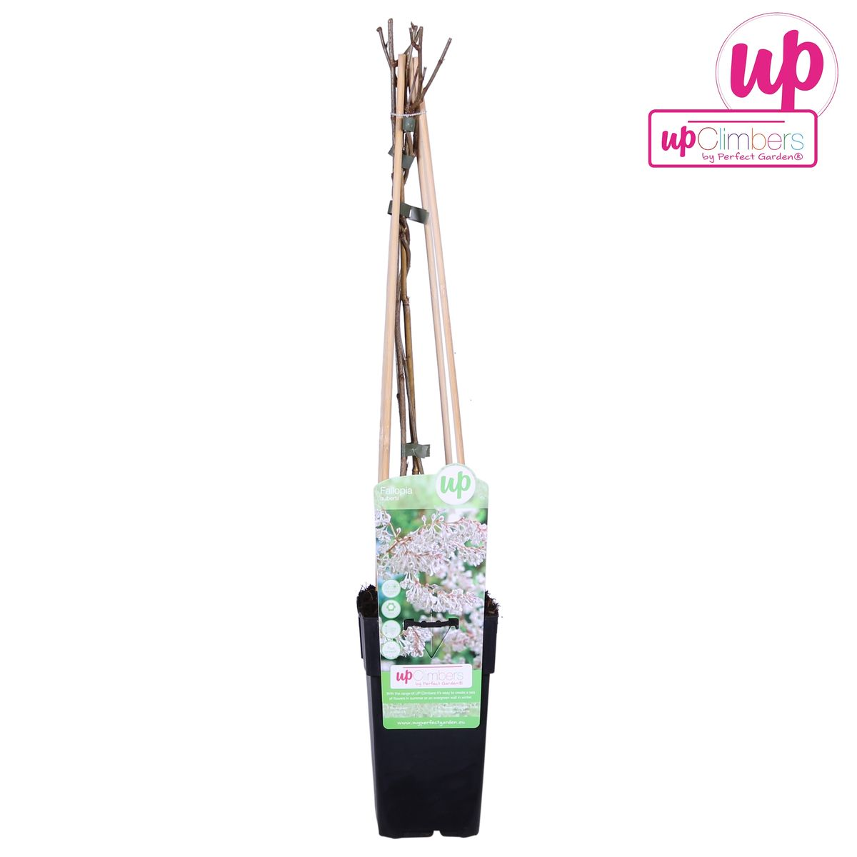 Brautschleier - Ø15cm - ↕65cm - Pflanzfix24.de - Pflanzfix24.de