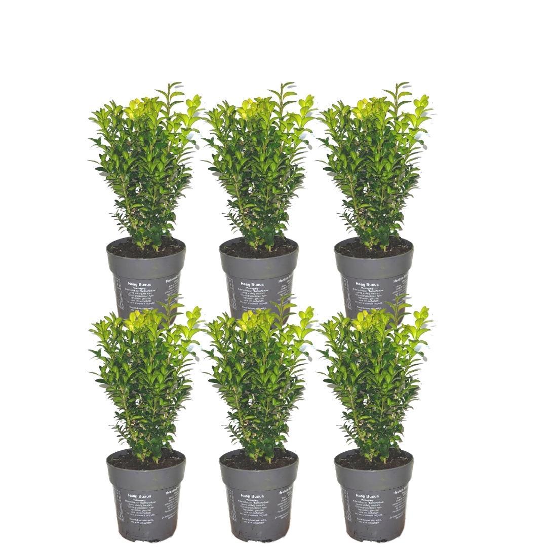 pflanzfix24 - 1 Meter Buxus Sempervirens Haag - Set von 6 Winterharten Heckenpflanzen