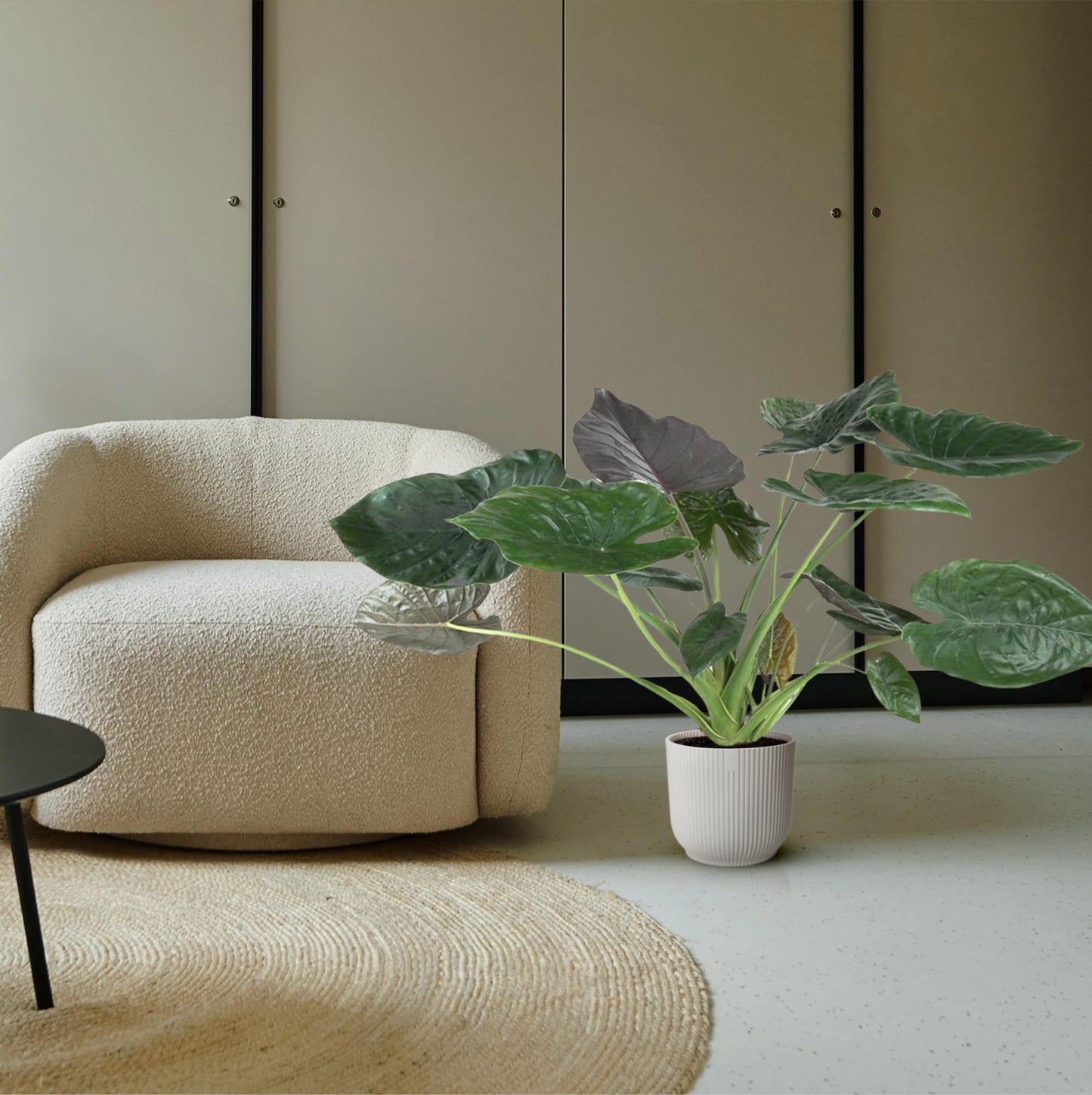 Alocasia Wentii - 120 cm - ø32 bei Pflanzfix24.de - Pflanzfix24.de