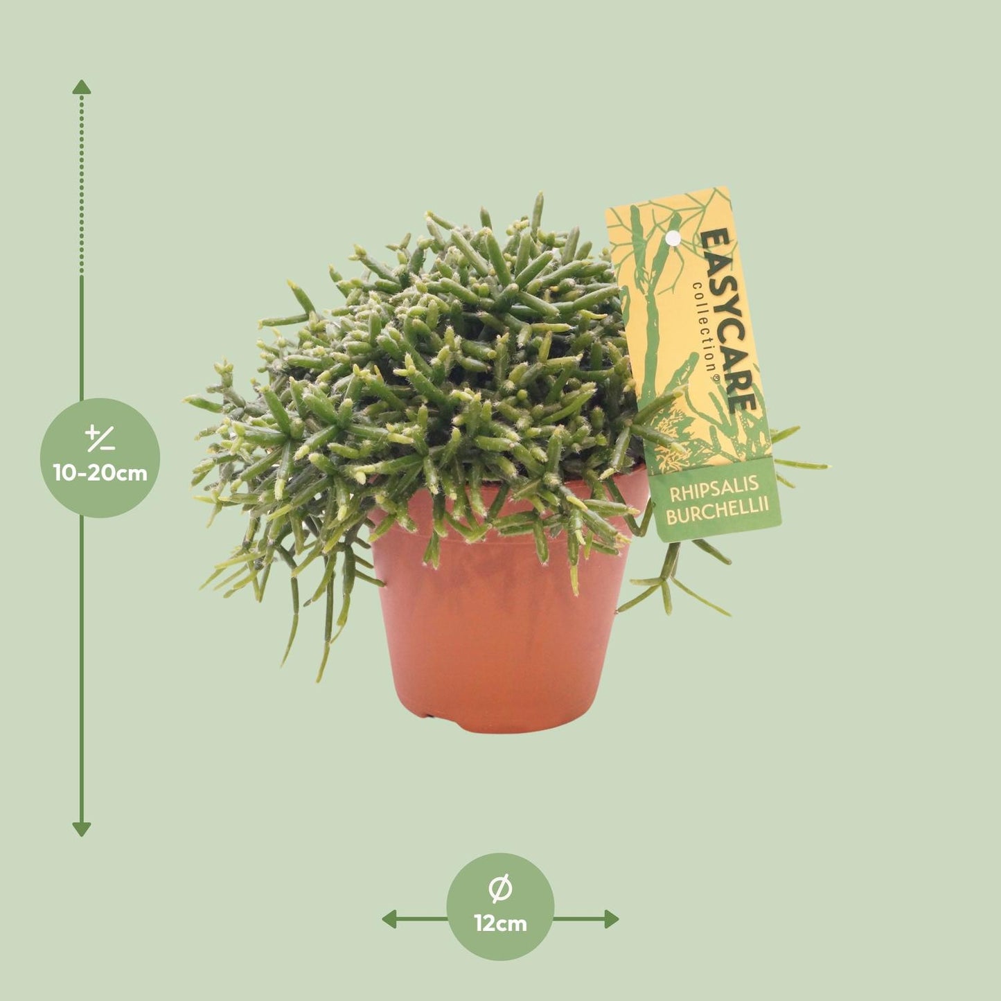 Rhipsalis Burchellii Zimmerpflanze – Pflanzfix24.de - Pflanzfix24.de