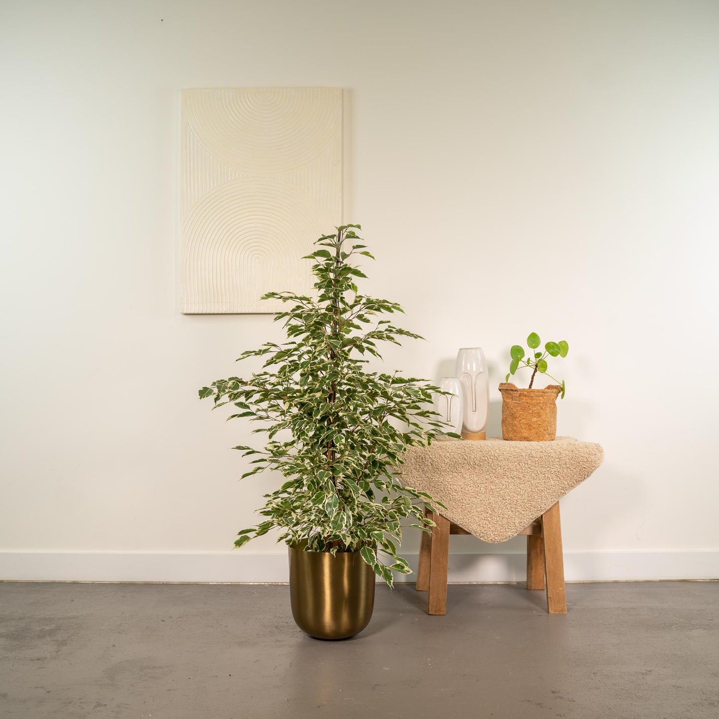 Ficus benjamina Twilight - Ø21cm - ↕95cm + Topf Mayk Gold - Pflanzfix24