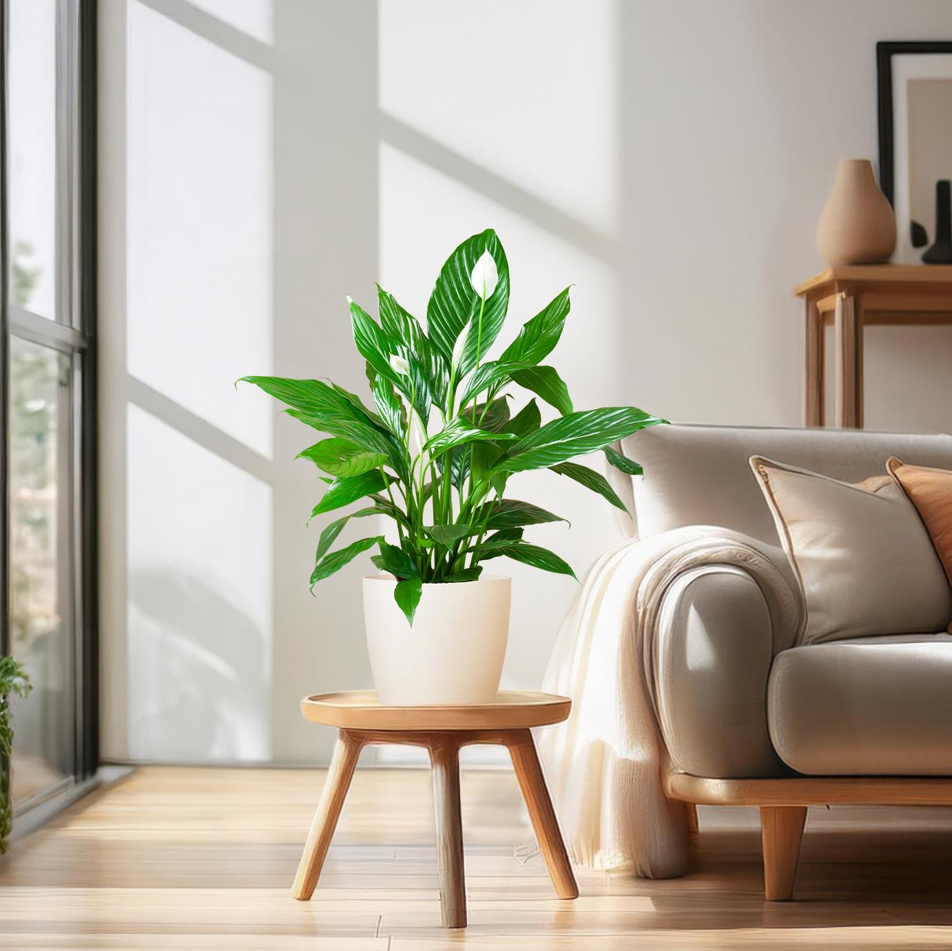 Spathiphyllum Sweet Lauretta 80 cm weiß – Pflanzfix24.de - Pflanzfix24.de