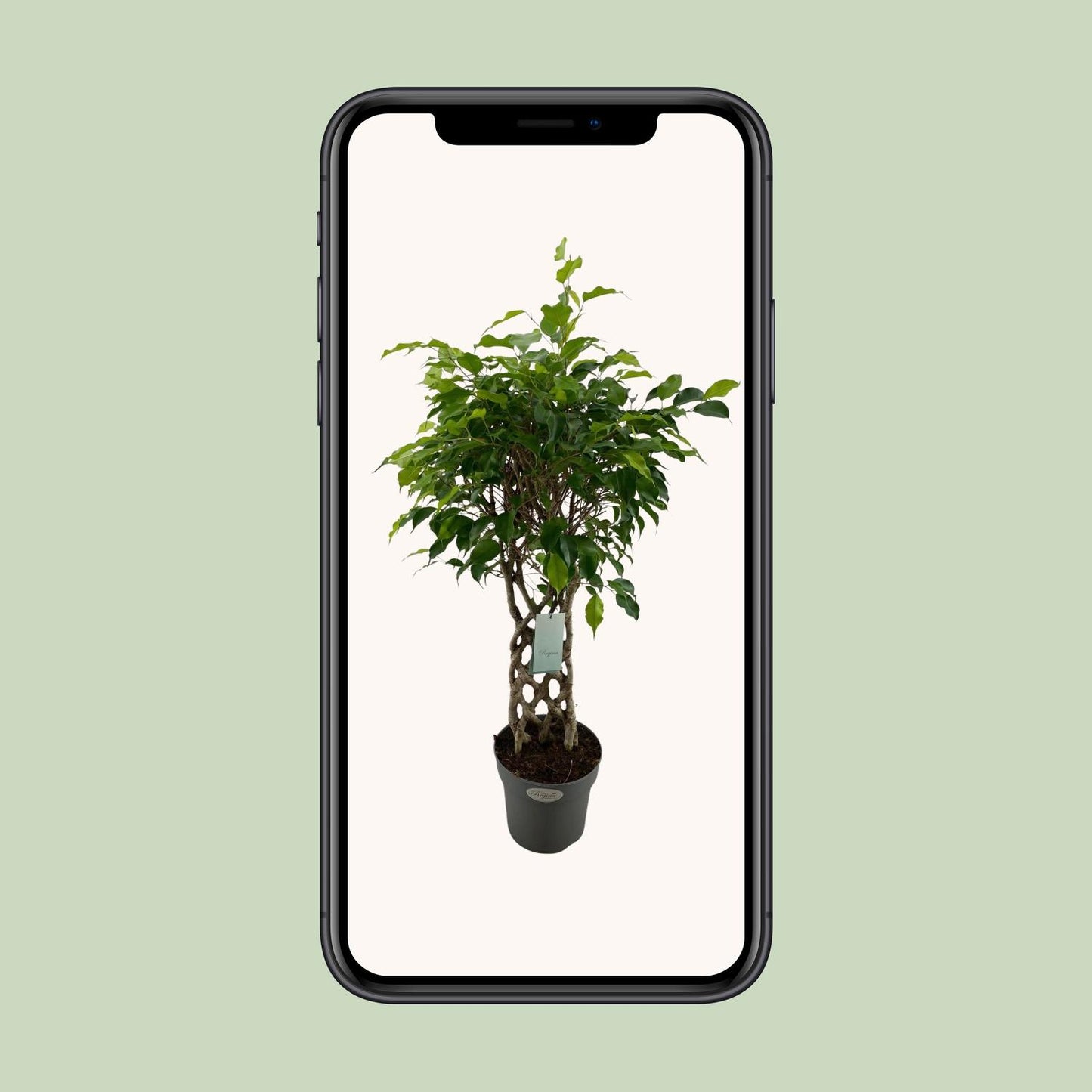 Ficus Benjamina Exotica matt - Ø24cm - ↕100cm - Pflanzfix24