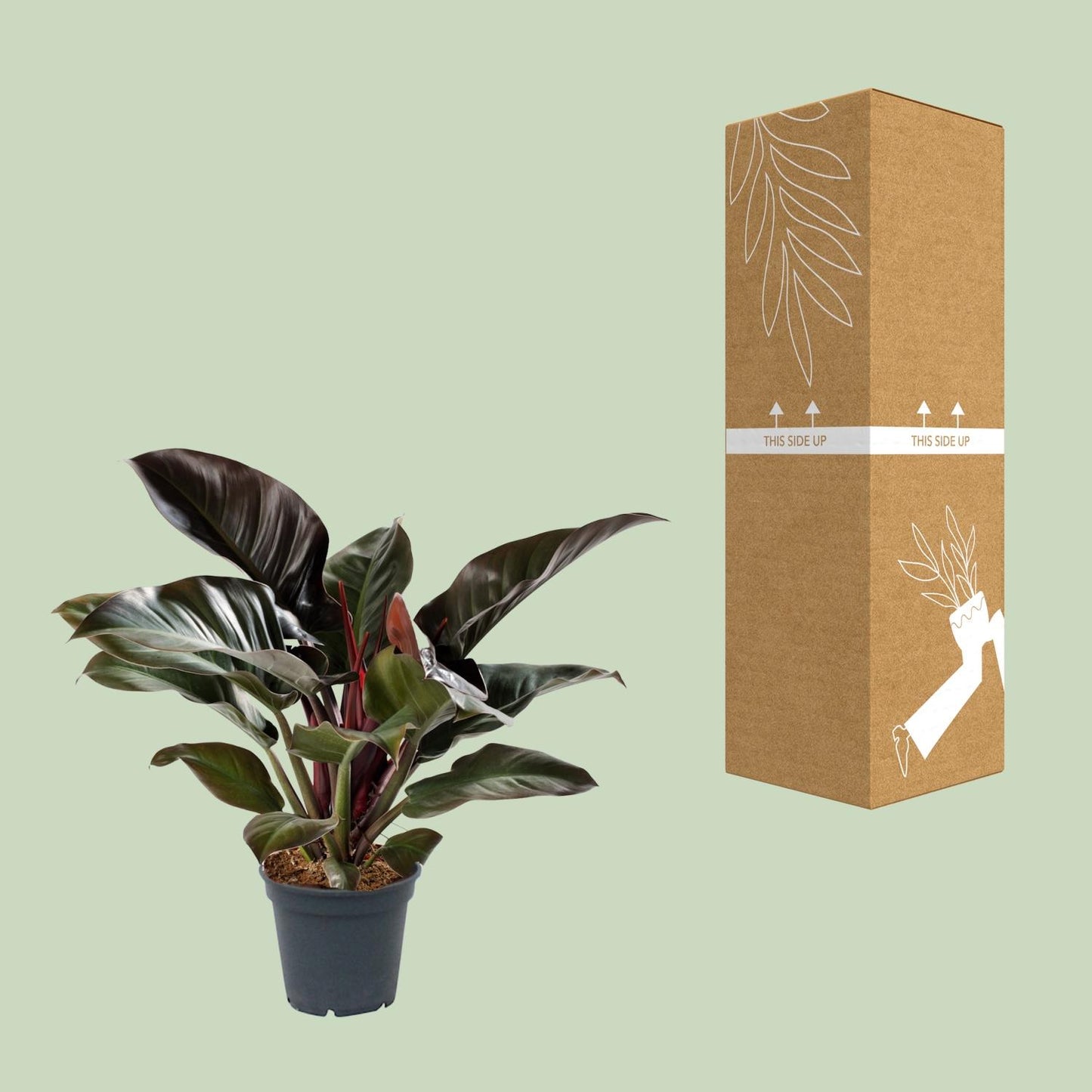 Philodendron Imperial Red - Ø17cm - ↕50cm - Pflanzfix24