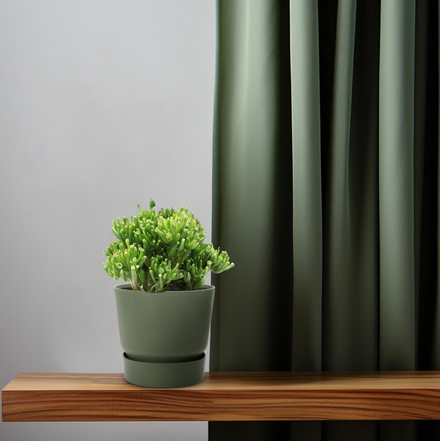 Crassula Hobbit - Ø23cm - ↕35cm - pflanzfix24