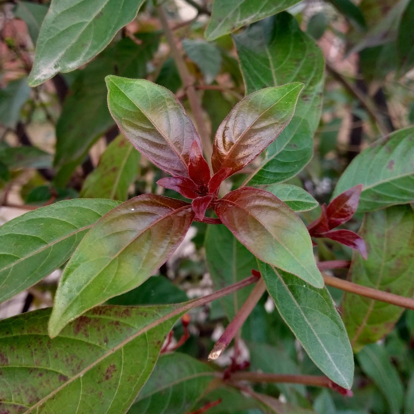 Cornus alba Kesselringii - Violette Zweige - 1 Pflanze - Topf 17cm - Pflanzfix24.de - Pflanzfix24.de