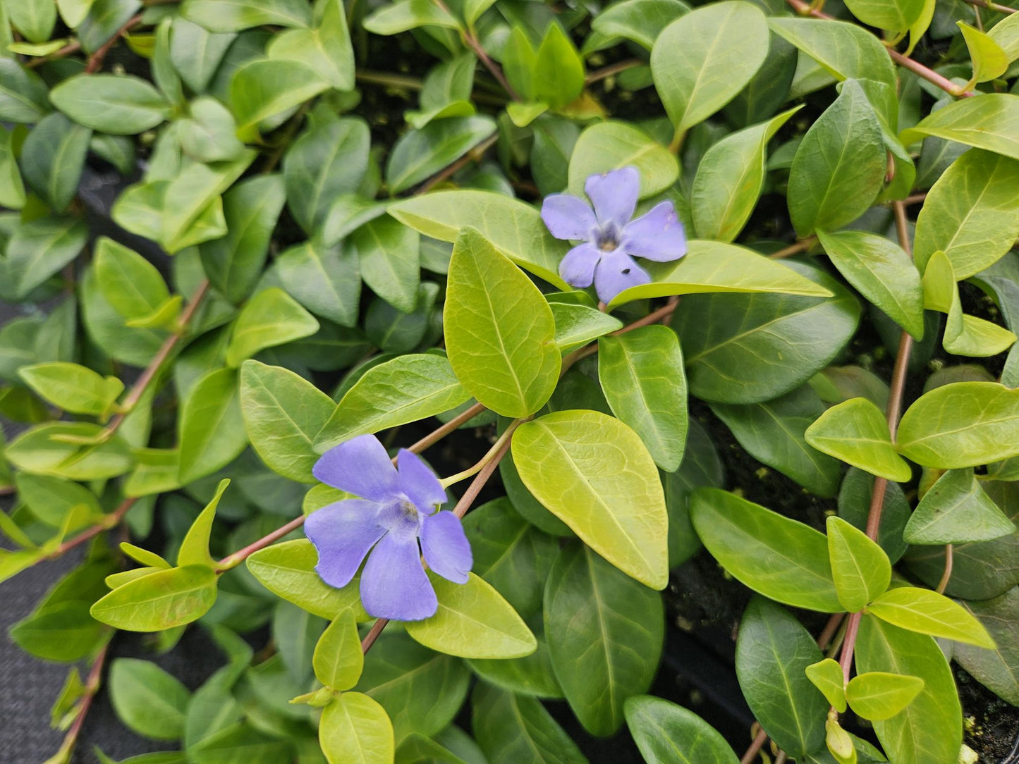 20x Vinca minor 'La Grave' Bodendecker Ø9cm - Pflanzfix24