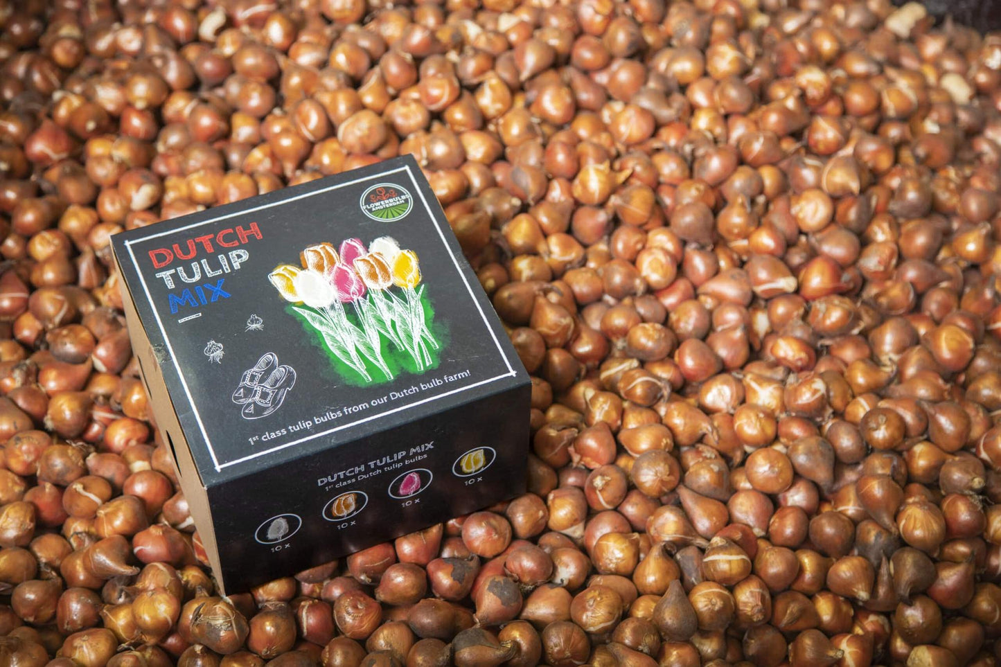 Flowerbulbs Amsterdam - Dutch Tulip Mix - Luxusbox mittel, 40 Blumenzwiebeln für 1 m² Blumenpracht - Größe 12+ - Pflanzfix24