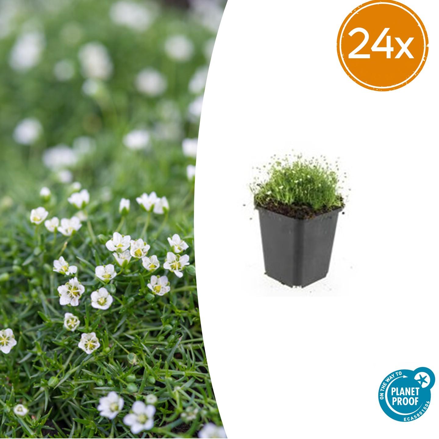 24x Sagina subulata - Irisches Moos - Bodendecker - Pflanzfix24