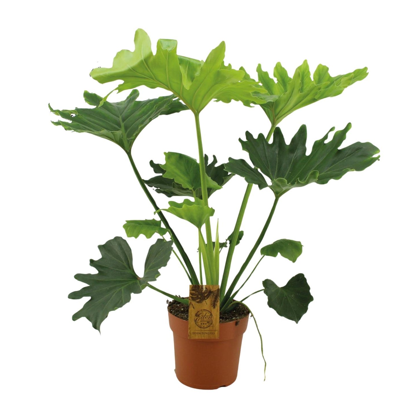 Philodendron Selloum Elefantiana - Ø21cm - ↕100cm - Pflanzfix24