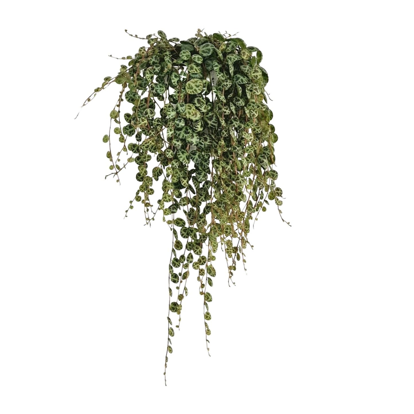 Peperomia Prostrata - Ø11cm - ↕20cm - Pflanzfix24
