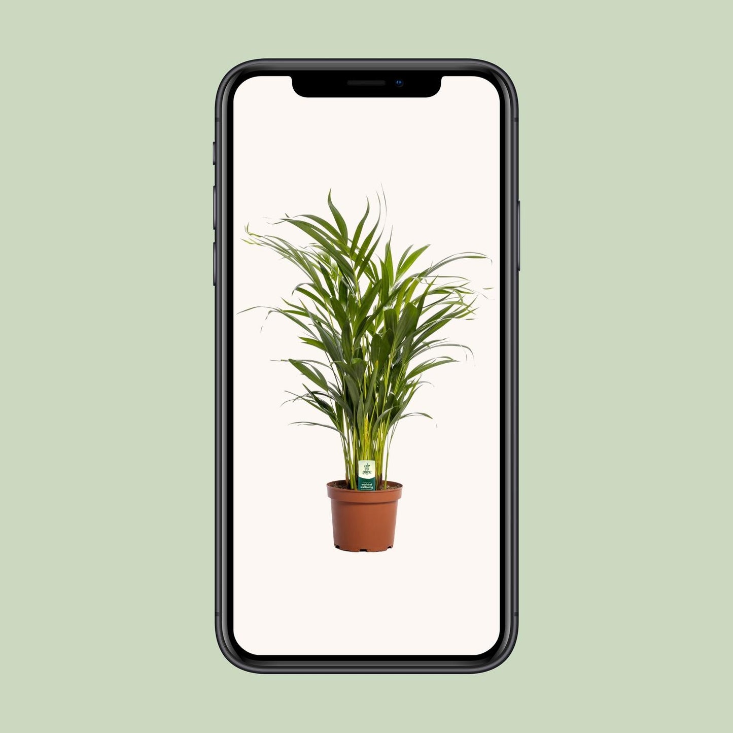 Dypsis Lutescens - Ø17cm - ↕65cm bei Pflanzfix24.de - Pflanzfix24.de