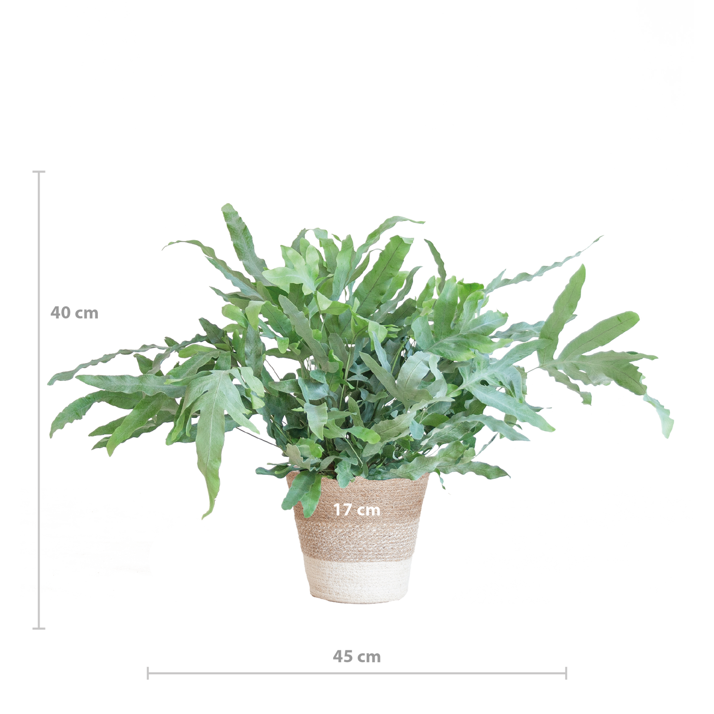 Phlebodium Aureum 'Blue Star' mit Korb Lissabon weiß - 40cm - Ø17 - Pflanzfix24