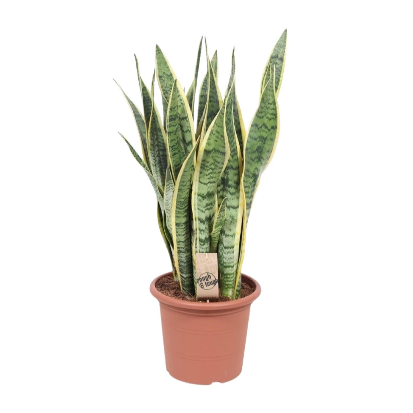Sansevieria Trifasciata Laurentii - Ø25cm - ↕85cm - Pflanzfix24