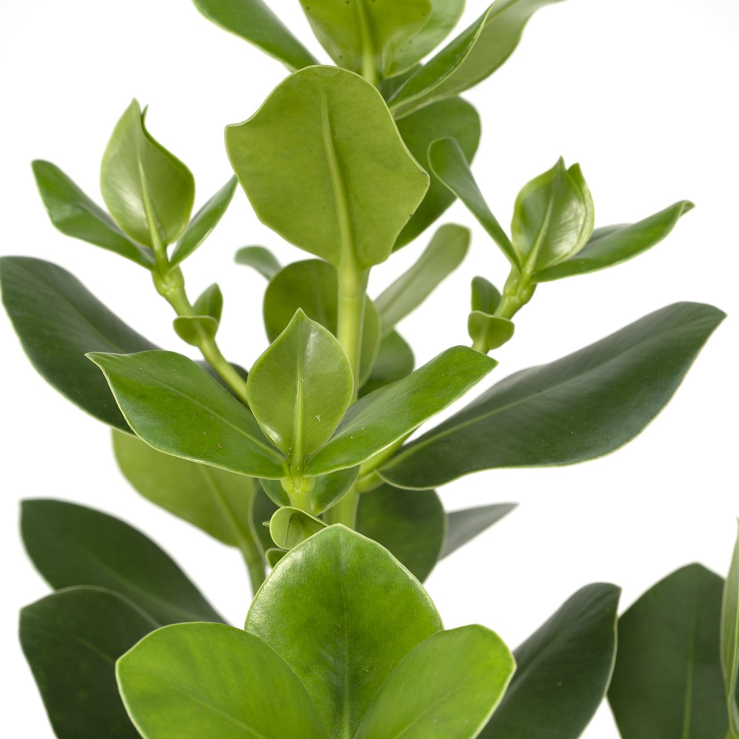 Clusia Rosea Princess - Ø17cm - ↕60cm bei Pflanzfix24.de - Pflanzfix24.de