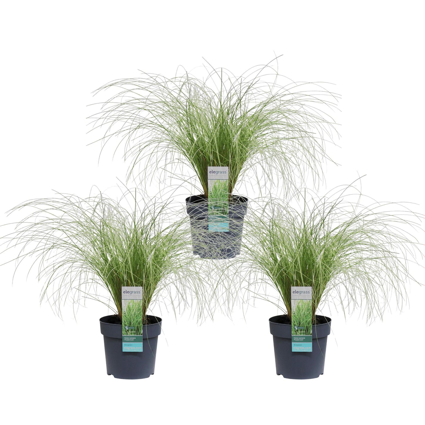 3x Carex comans 'Frosted Curls' - ↨30cm - Ø14 - Pflanzfix24