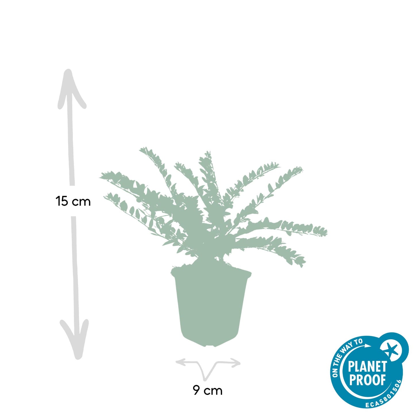 60x Lonicera maigrün – Heckenpflanze 10–25 cm – Pflanzfix24