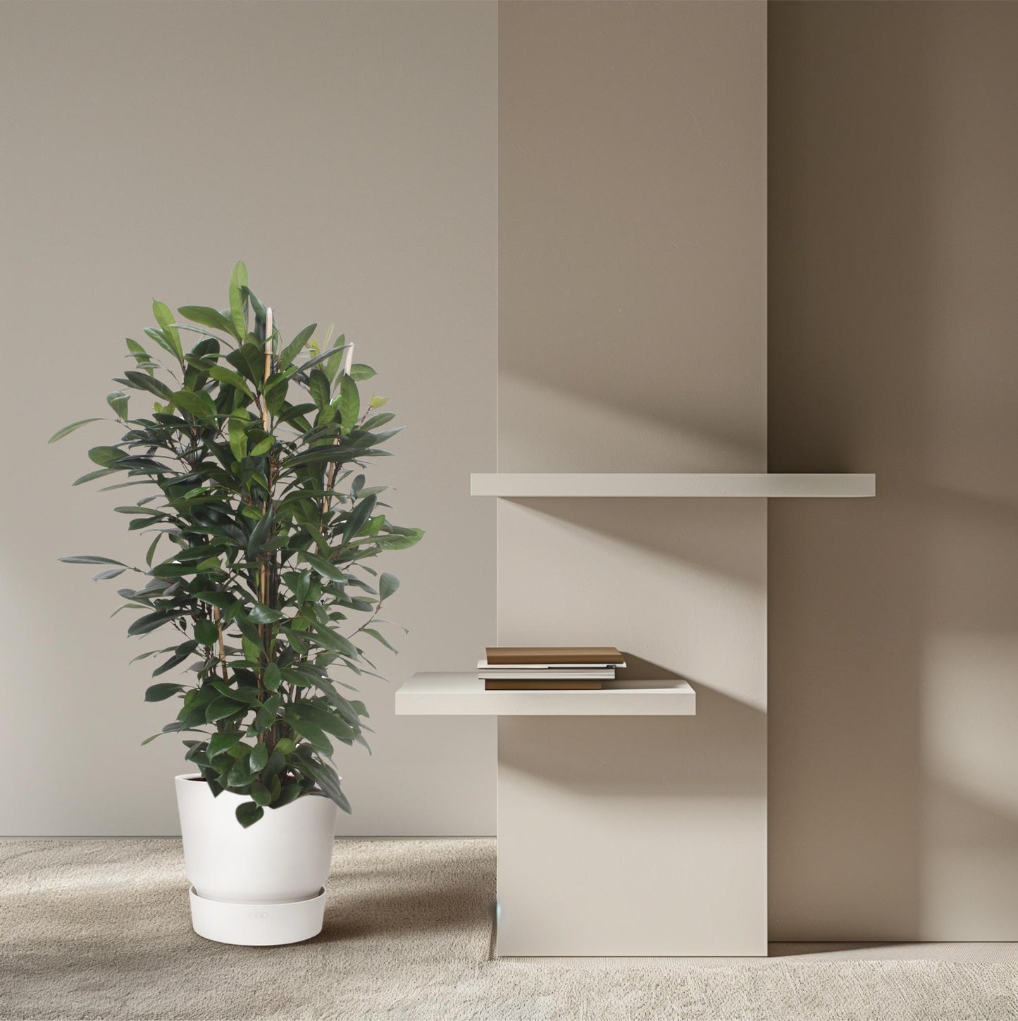 Ficus Cyathistipula struik - 180 cm - ø34 - Pflanzfix24