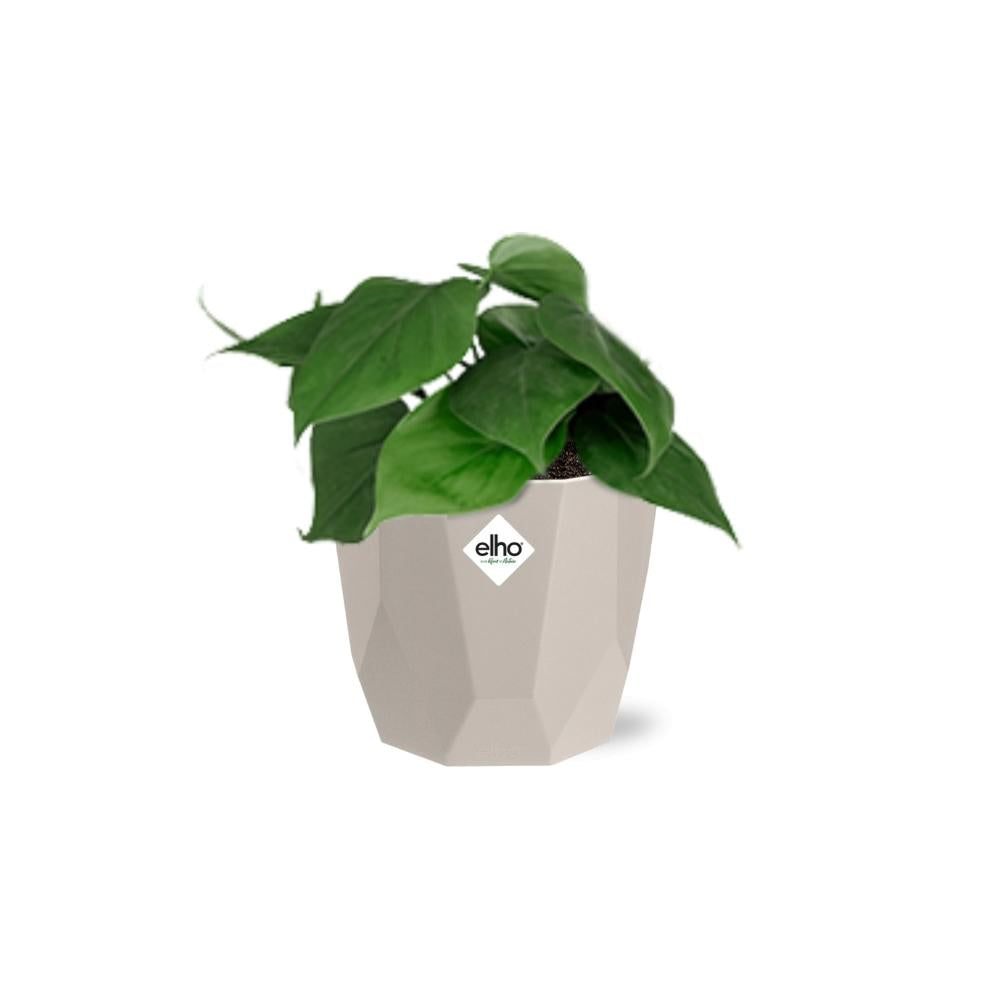 Philodendron Scandens in ELHO b.for rock 14 cm warm grey - Pflanzfix24