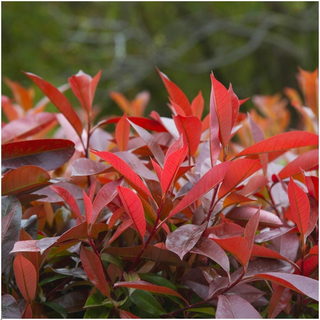 Pflanzfix24 - 1 Meter Glanzmispel Hecke - Photinia fraseri 'Red Robin' - 6 winterharte Heckenpflanzen