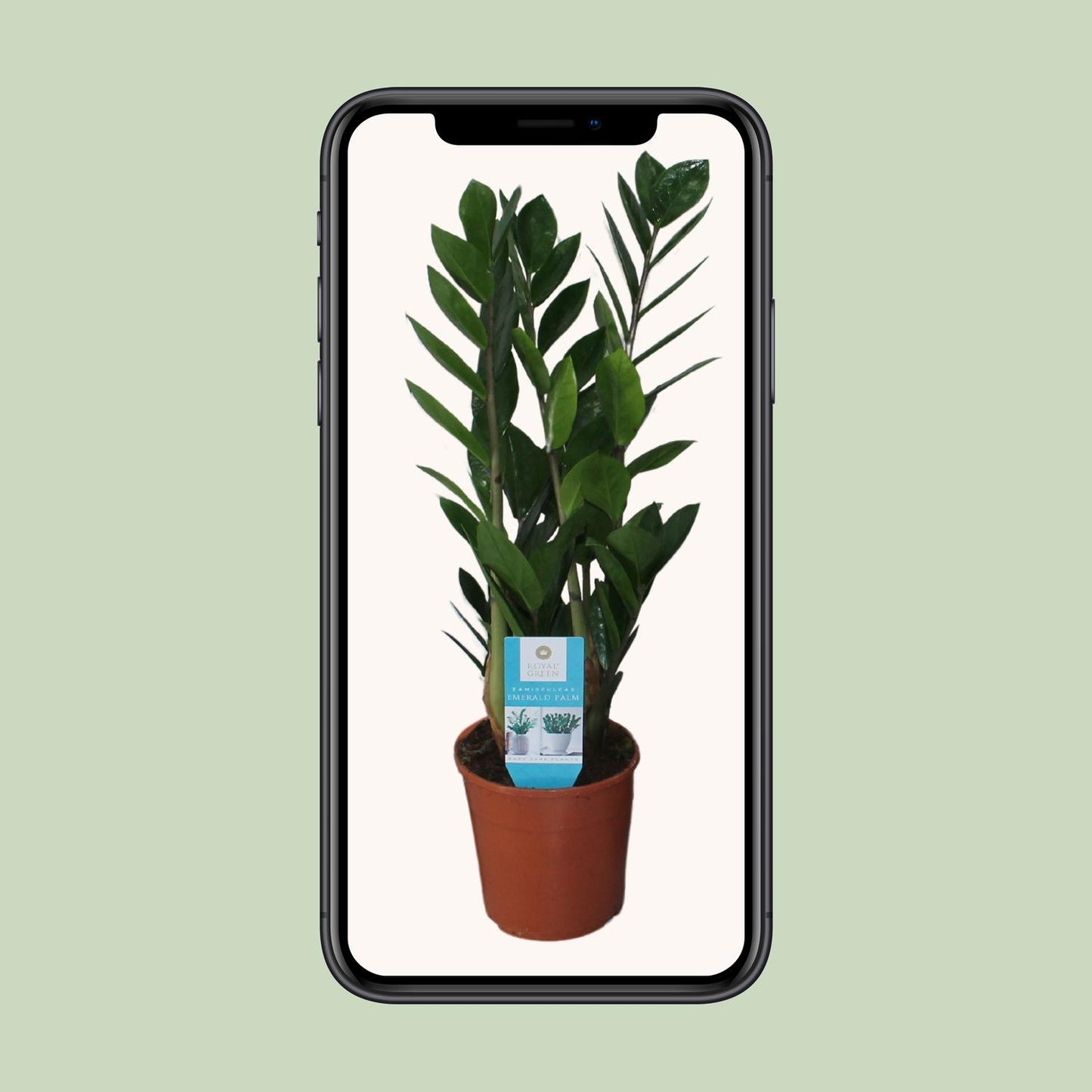Zamioculcas Zamiifolia Ø14cm – Pflegeleicht & Robust | Pflanzfix24