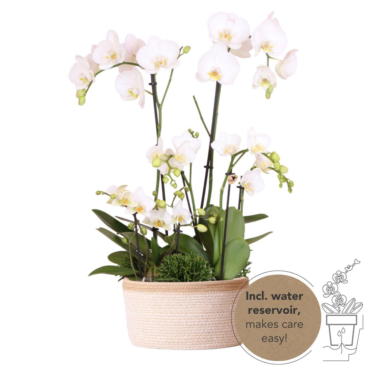 Kolibri Orchids | Pflanzenset im Baumwollkorb mit autarkem Wassertank - Pflanzfix24