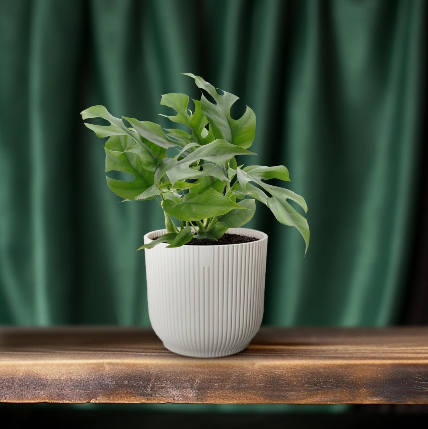 Monstera Minima Ø12cm – Schweizer Käse Pflanze | Pflanzfix24