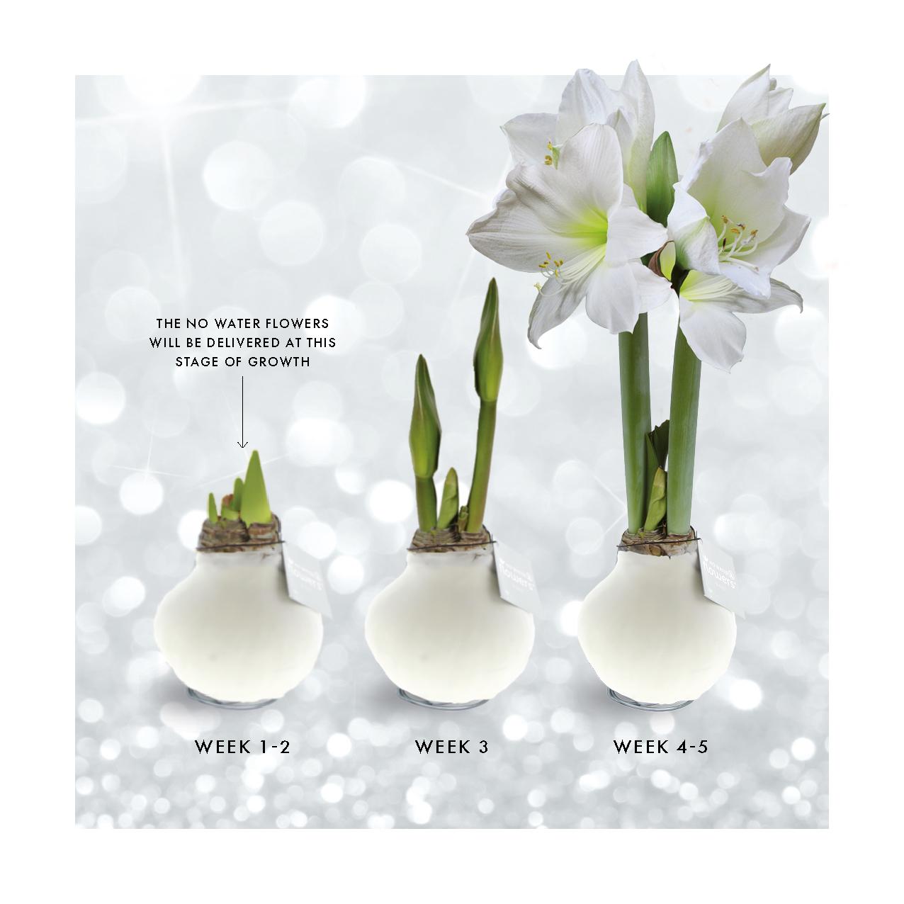No Water Flowers® | Waxz® Colours - White + White flower - Pflanzfix24