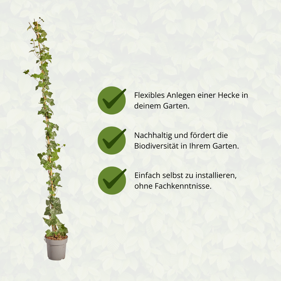 Hedera Hibernica - Efeu - gestäbt - ↨150 - 175 cm - Pflanzfix24.de - Pflanzfix24.de