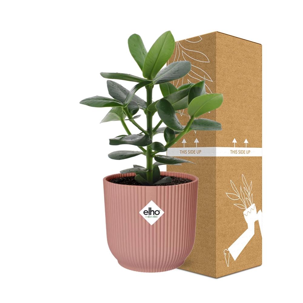 Clusia Princess in ELHO Vibes Fold 14cm roze - Pflanzfix24