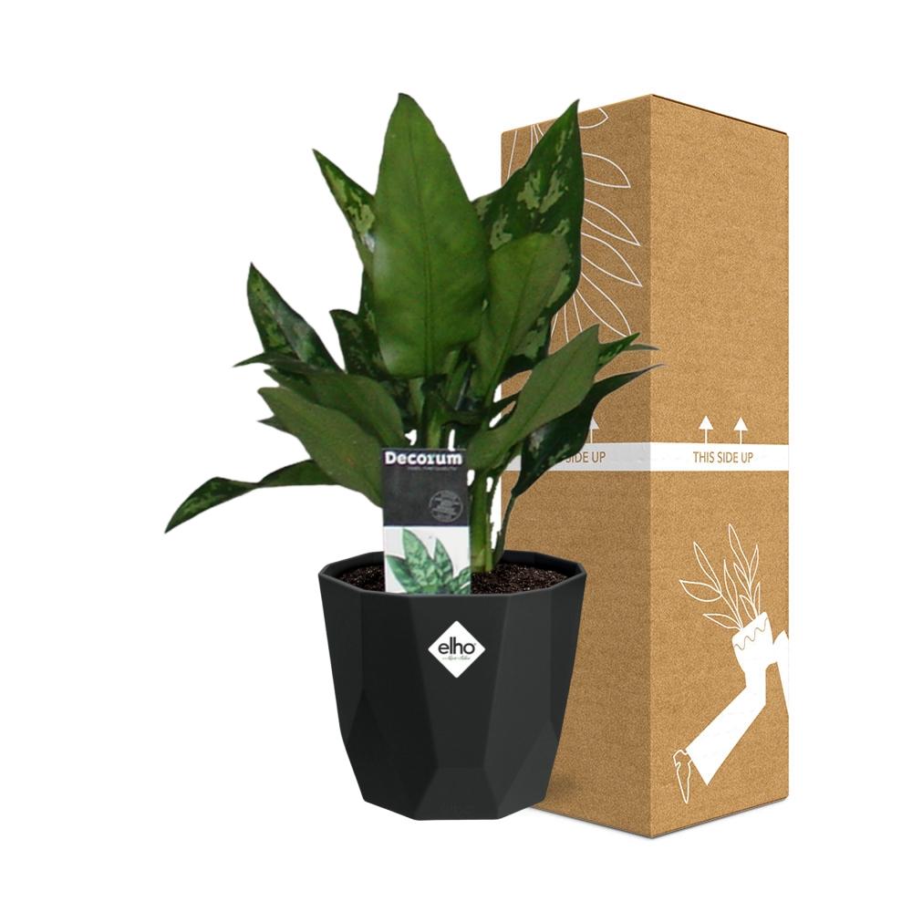 Aglaonema Maria in 14cm b.for rock living black bei Pflanzfix24