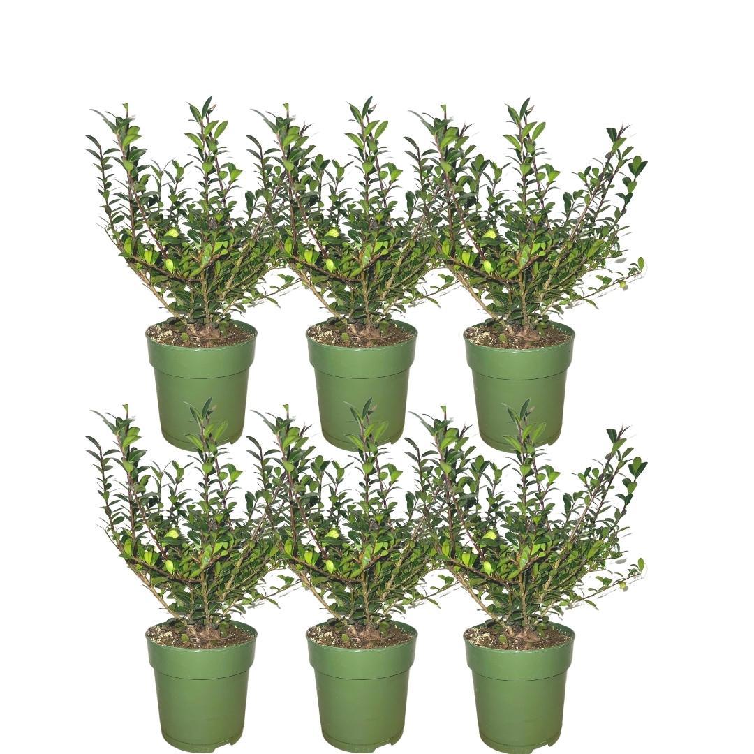 Ilex crenata 'Jenny'® Hecke 1m – 6 winterharte Pflanzen | Pflanzfix24.de - Pflanzfix24.de
