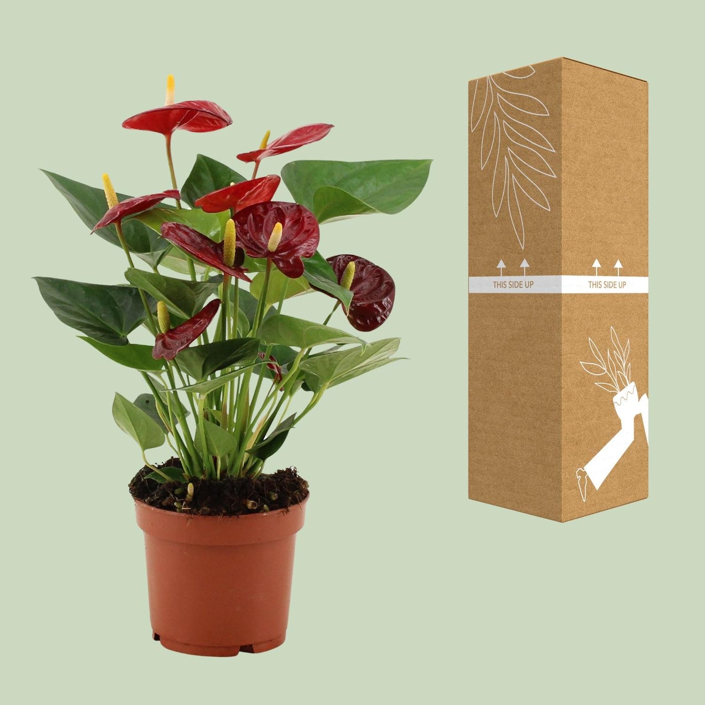 Anthurium Calon In Transparant Sleeve - Ø12cm - ↕36cm bei Pflanzfix24.de - Pflanzfix24.de