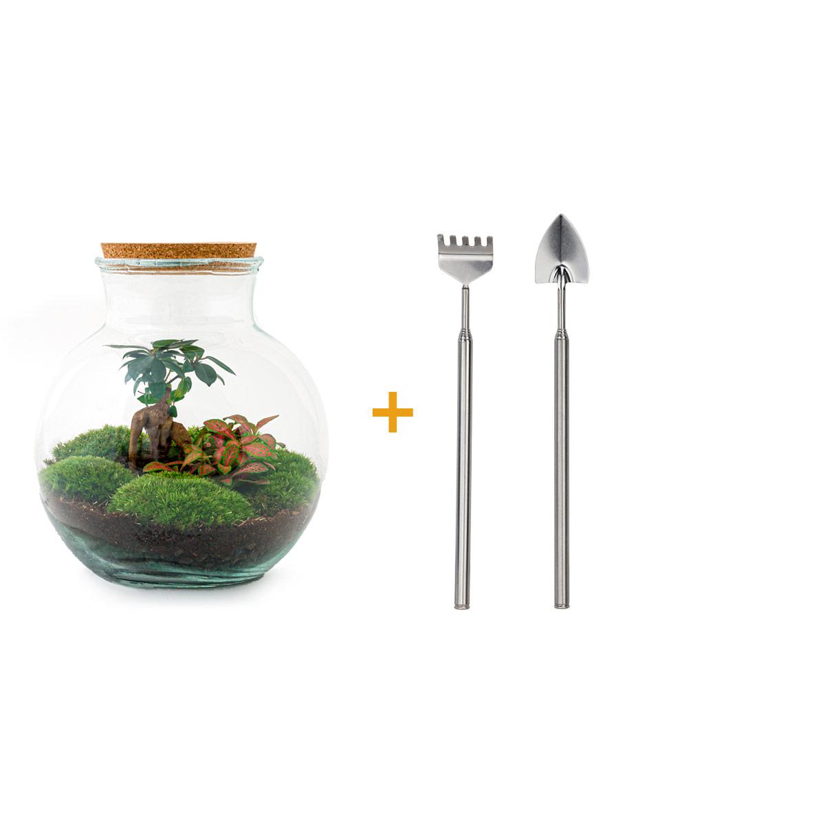 Flaschengarten - Teddy Bonsai - DIY Terrarium Set - Pflanzfix24