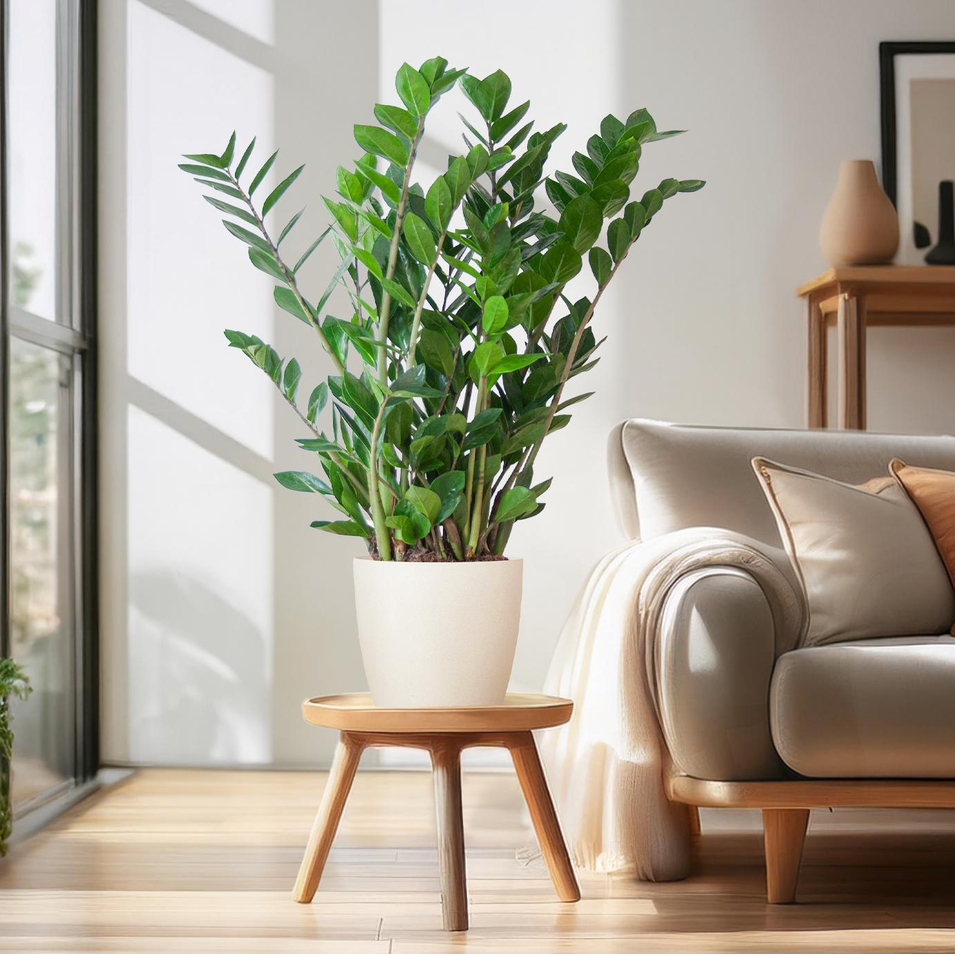 Zamioculcas mit Viber-Topf Weiß 80 cm – Pflanzfix24.de - Pflanzfix24.de