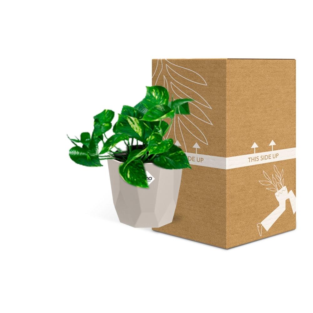 Epipremnum Pinnatum ‘Aureum’ in ELHO b.for rock 14 cm warm grey - Pflanzfix24