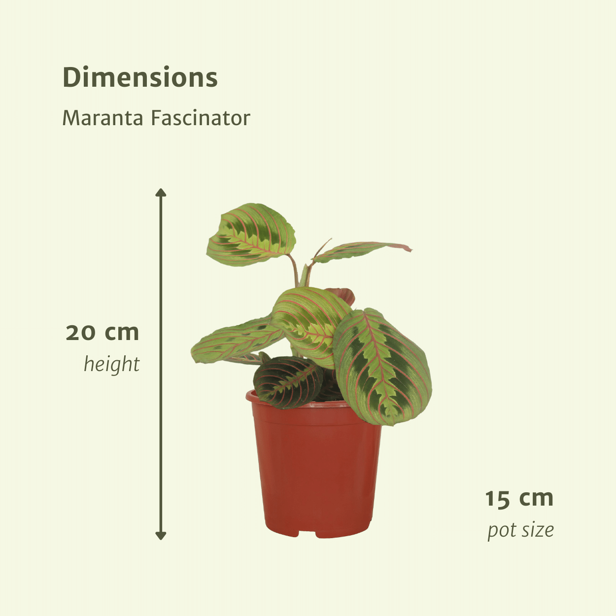 Maranta Fascinator 2er-Set Ø12cm | Pflanzfix24.de - Pflanzfix24.de