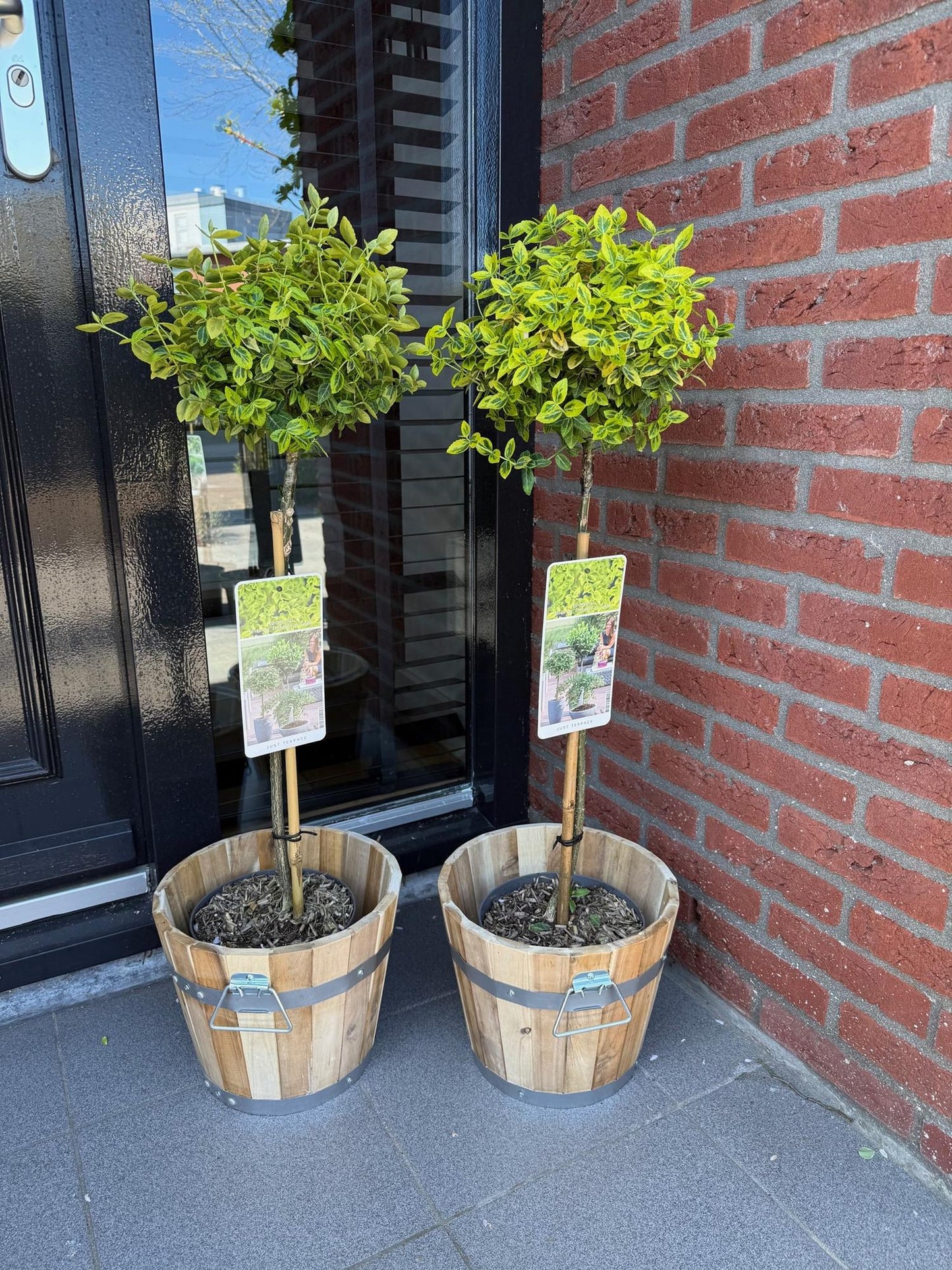 Pflanzfix24 - Euonymus Emerald 'n Gold – Stamm 90 cm, immergrün