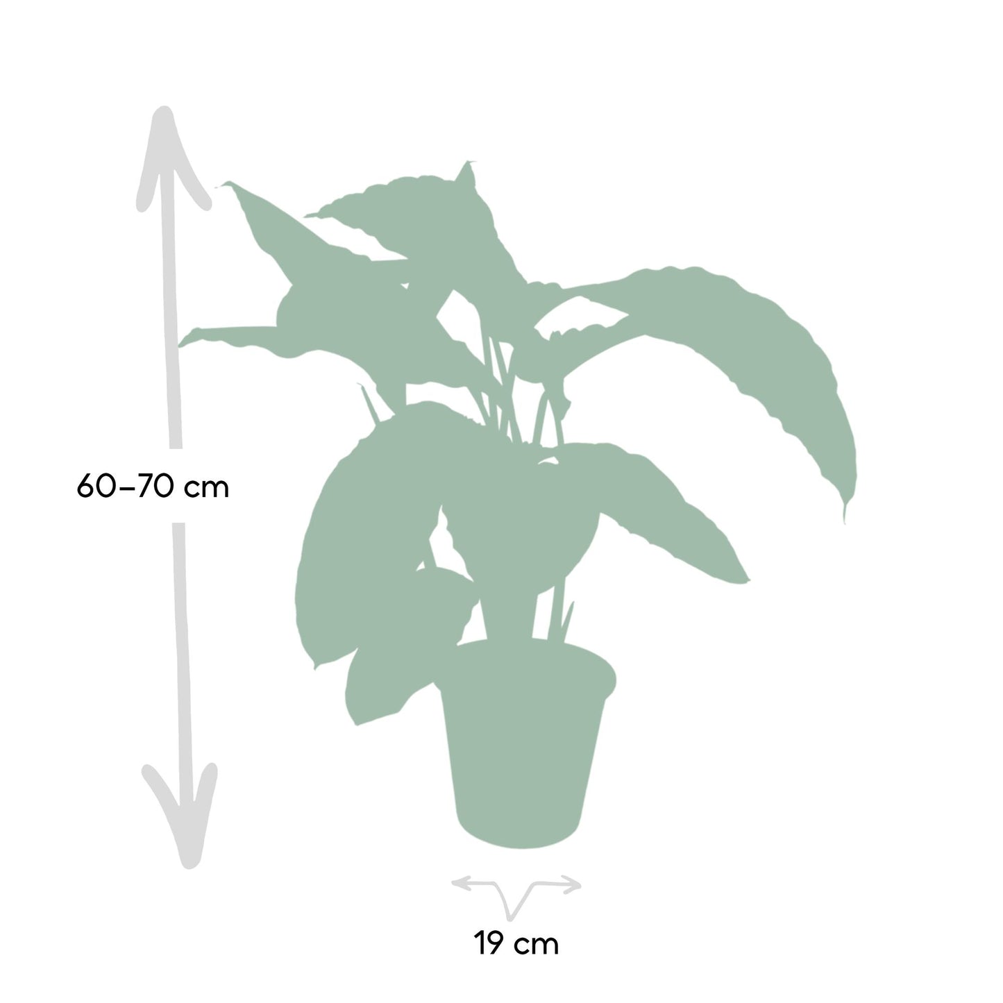 Calathea Warscewiczii - Pfauenpflanze - Ø19cm - ↕70cm - Pflanzfix24.de - Pflanzfix24.de