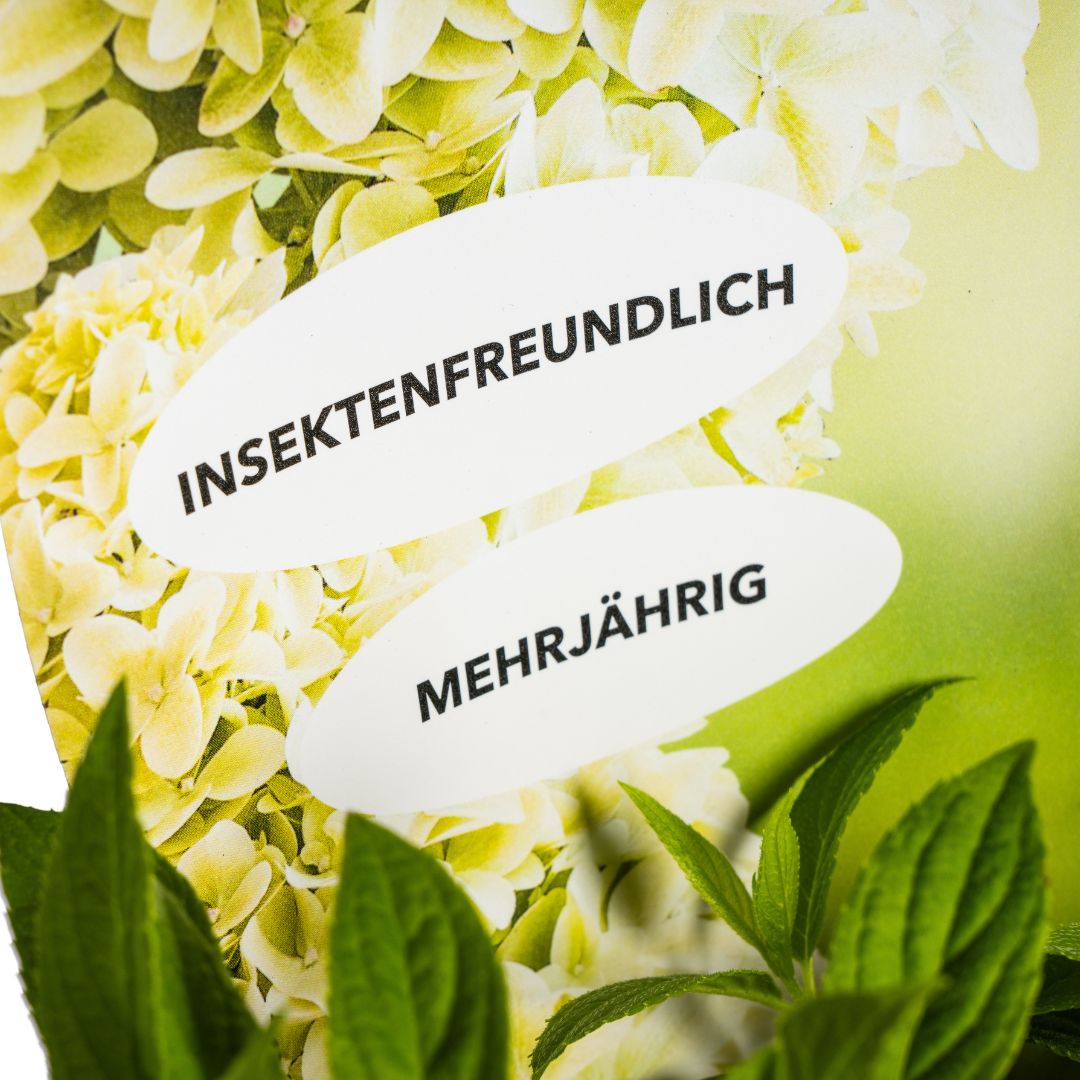 Hydrangea paniculata Magical Candle Potcover - Pflanzfix24
