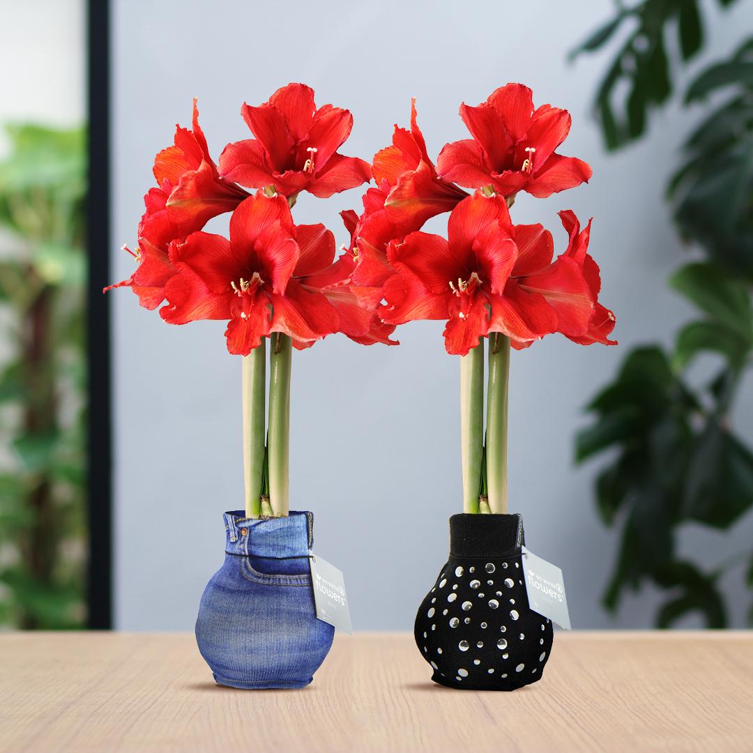 No Water Flowers® Fashionz Streetlife Mix (2 pack) + Red flower - Pflanzfix24