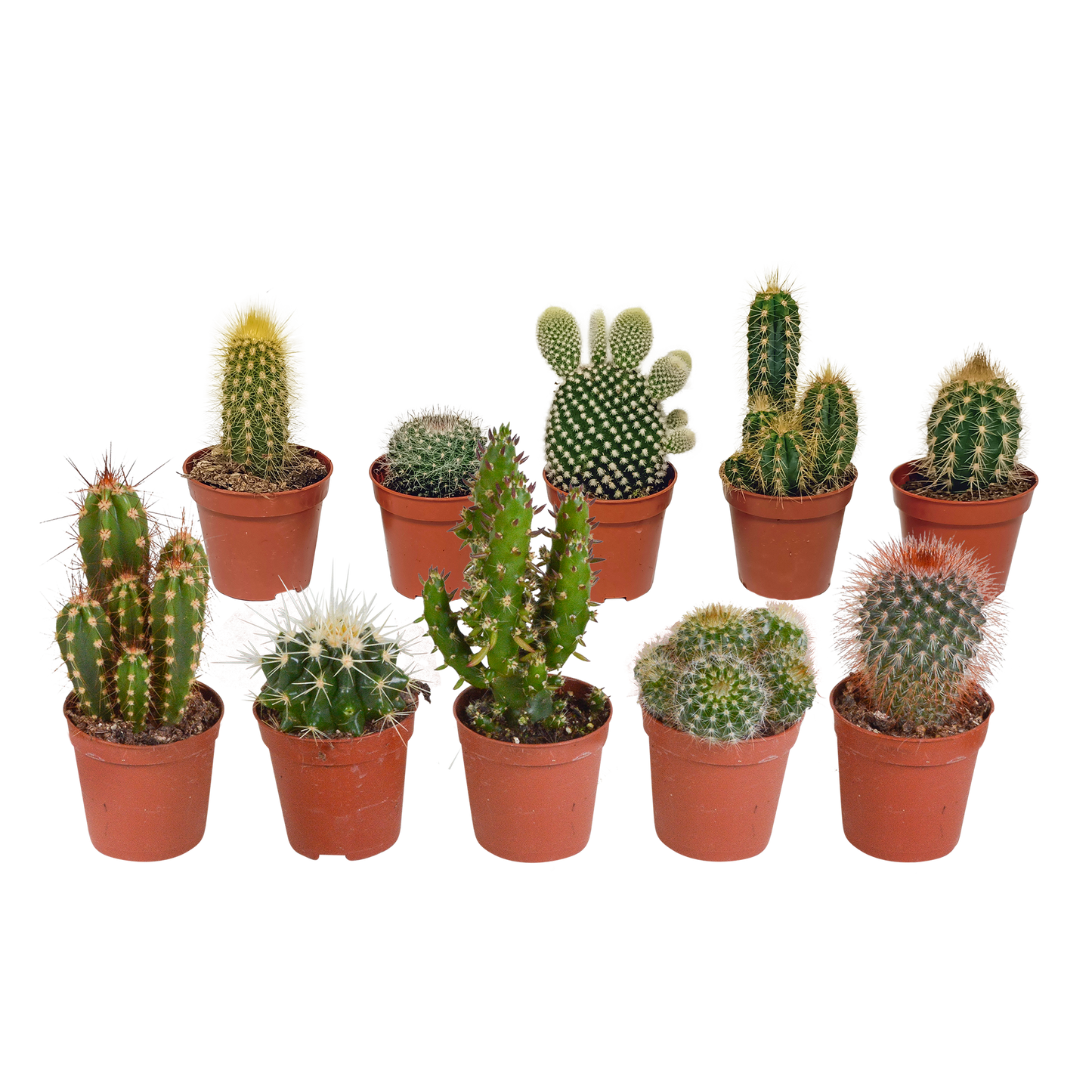 Kakteenmischung 5,5 cm - 10x - zonder pot | Pflanzfix24.de - Pflanzfix24.de