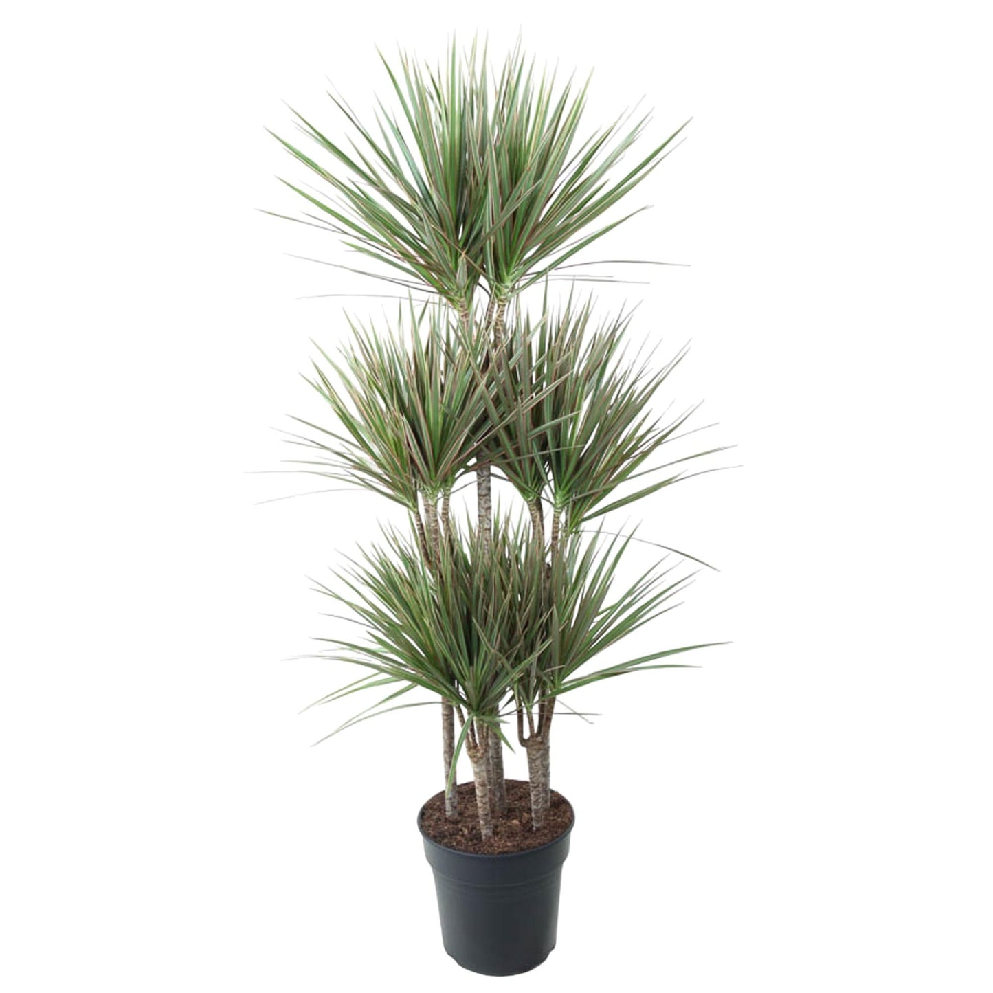 Dracaena Bicolor Carrousel - 150cm - Pflanzfix24