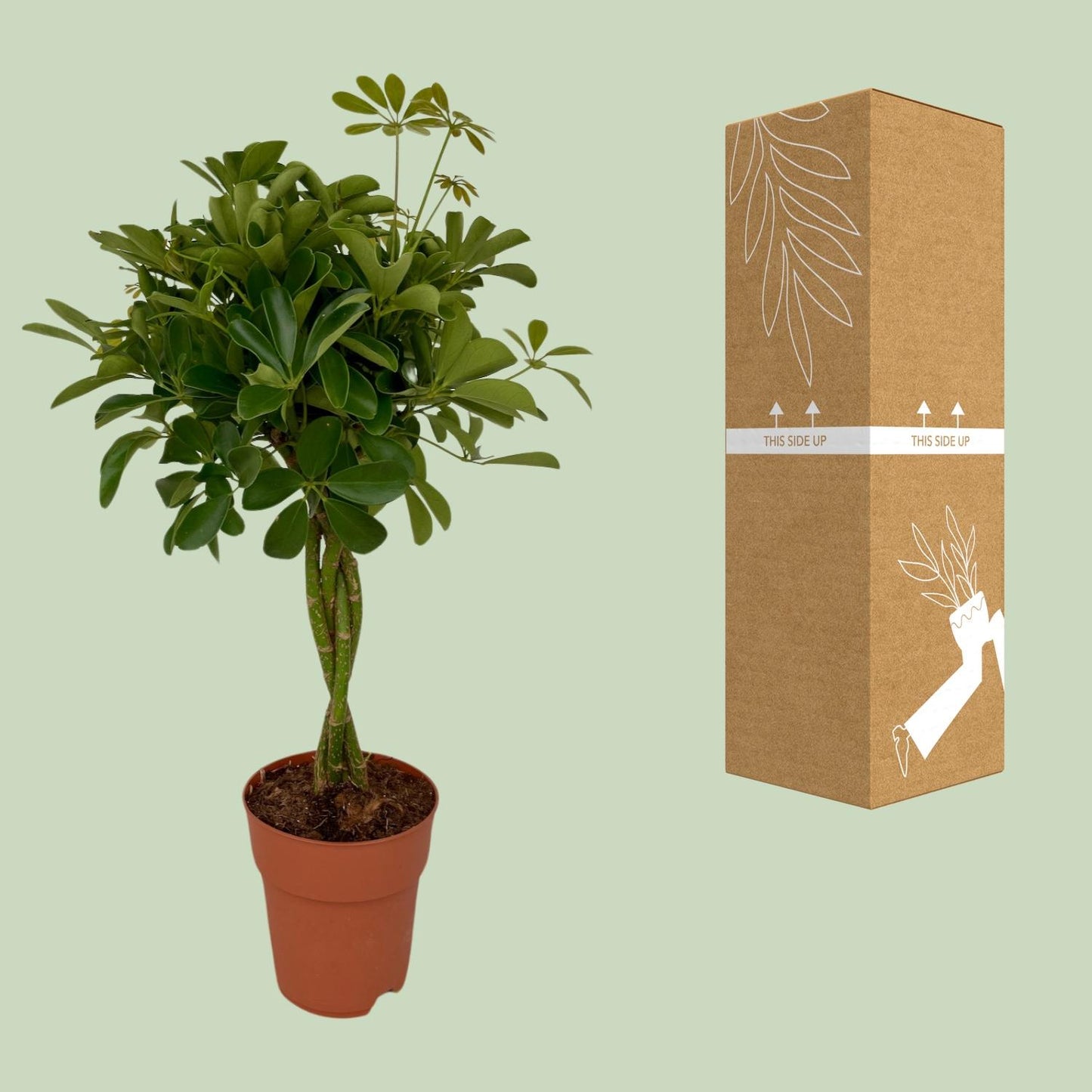 Schefflera Compacta Ø19cm, 80cm | Pflegeleichter Schirmbaum | Pflanzfix24.de - Pflanzfix24.de