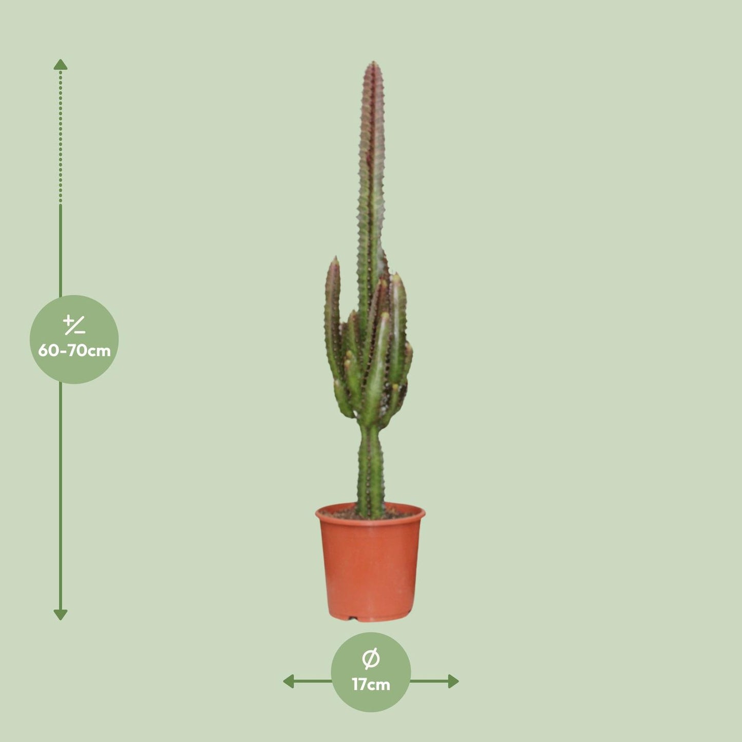 Euphorbia Trigona Rubra - Ø17cm - ↕70cm von Pflanzfix24