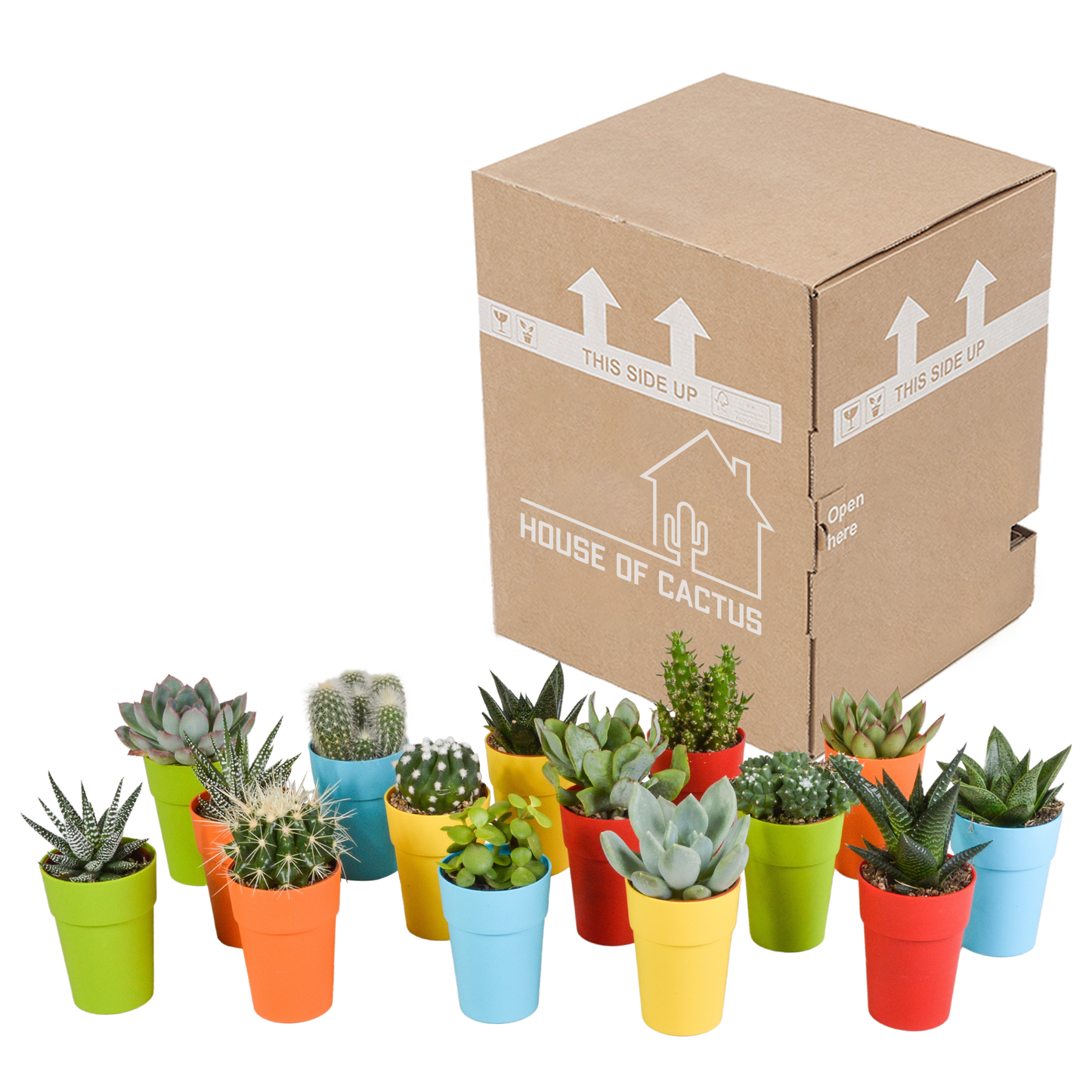 Cactus en vetplanten Mischung 5,5 cm | 15 stück - in gekleurde plasticpot - Pflanzfix24.de - Pflanzfix24.de