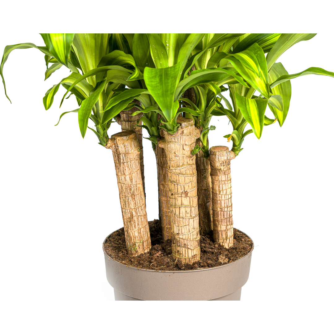 Dracaena Fragrans Massangeana Karussell - pflanzfix24